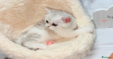 British Shorthair cats - Advert 11
