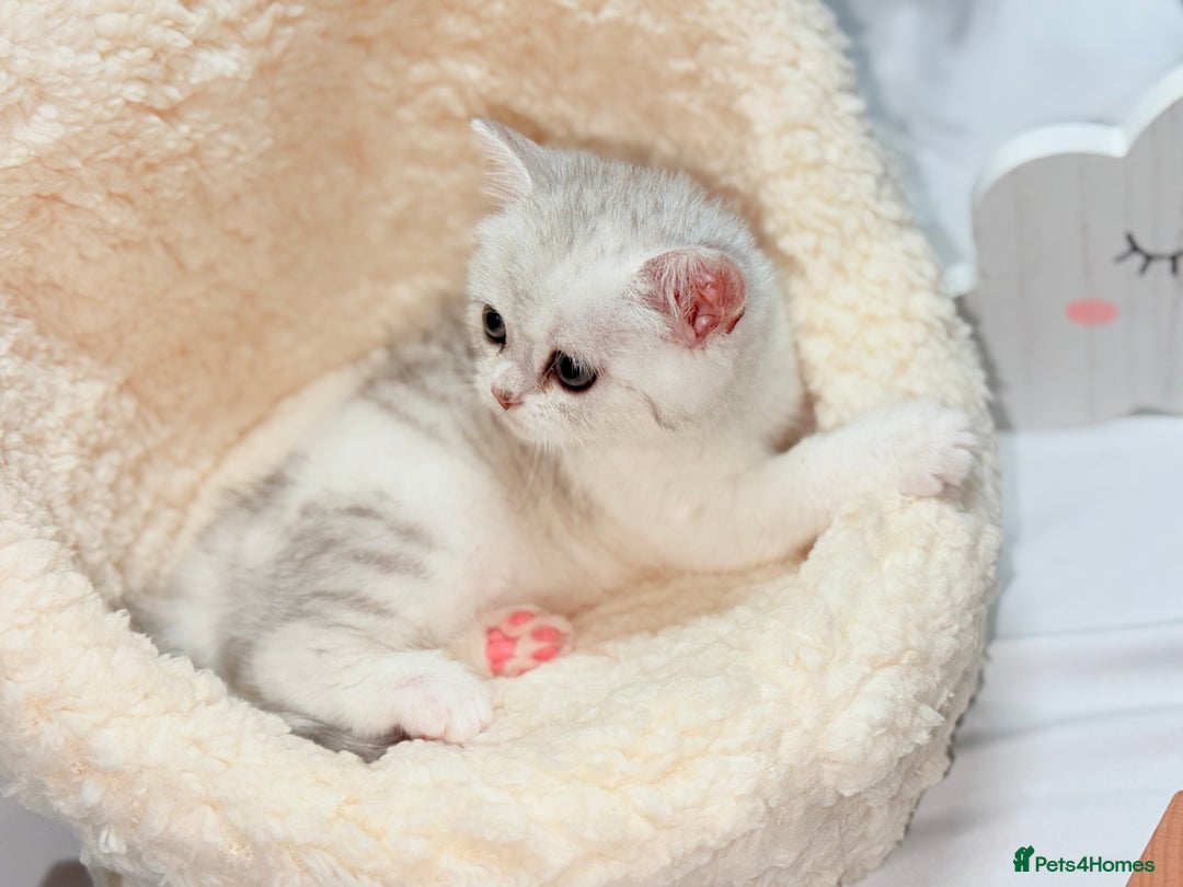 British Shorthair cats for sale: TICA REGISTERED CHAMPION LINES HUGE KITTEN 4 SALE! - Image 3