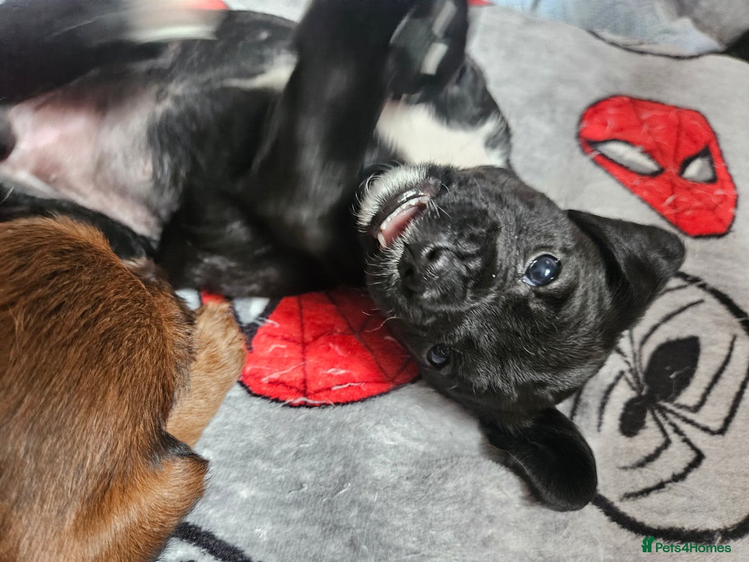 Mixed Breed dogs for sale: Border terrier x cavapoo pups - Image 3