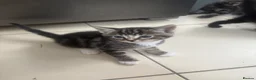 Mixed Breed cats for sale: Kittens - Advert 3