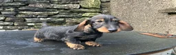 Dachshund dogs for sale: Wirehaired Dachshund Teckel KC registered puppies  - Advert 3