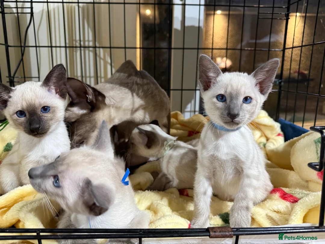 Siamese cats for sale: Siamese kittens  - Advert 11