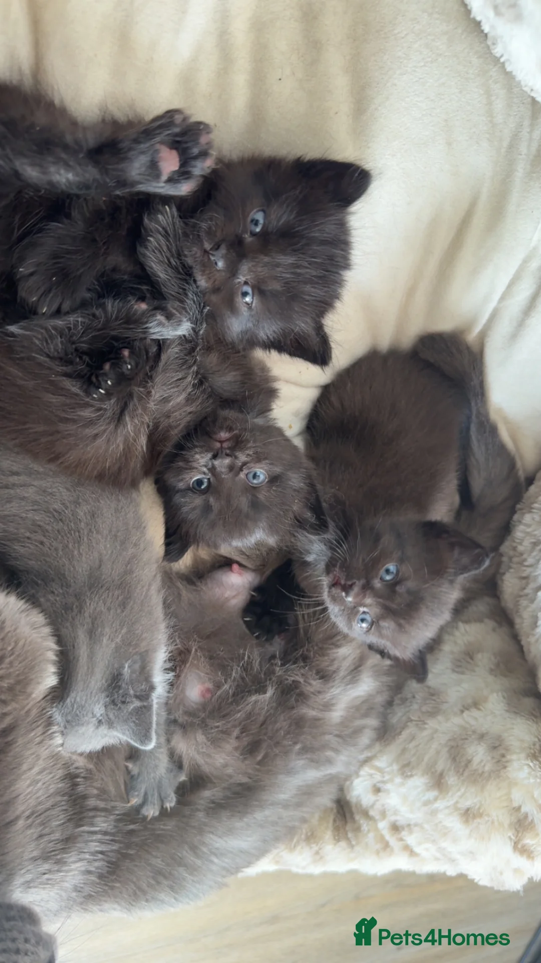 Mixed Breed cats for sale: Kittens for sale  - Advert 1
