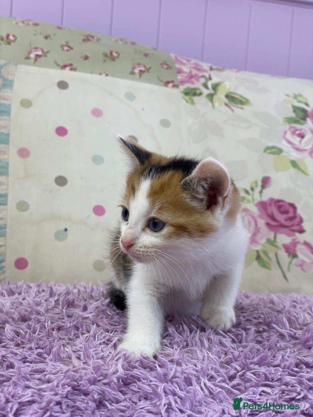 Mixed Breed cats for sale: Beautiful kittens looking for their forever homes - Advert 3
