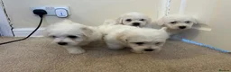 Maltese dogs for sale: Beautiful Maltese Puppies - Advert 3