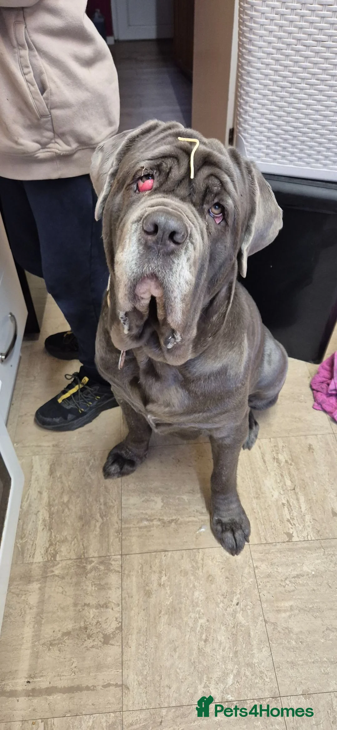 Neapolitan Mastiff dogs for sale: Neopolitan mastiff 2 years old  - Advert 1