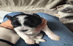 Mixed Breed dogs for sale: 6 beautiful Shihpoo + cotton de Tulear puppies - Image 10