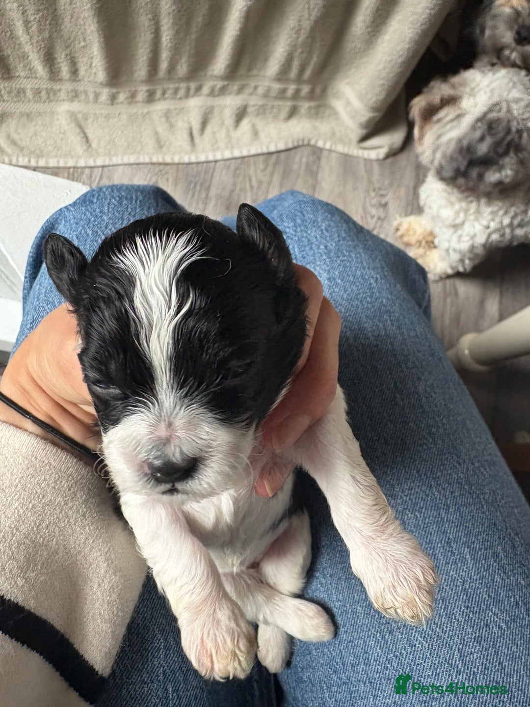 Mixed Breed dogs for sale: 6 beautiful Shihpoo + cotton de Tulear puppies - Image 10