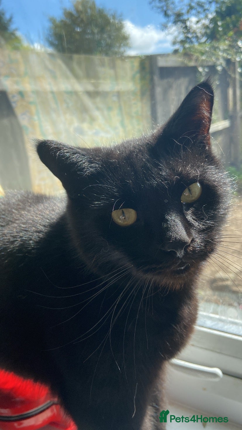 Mixed Breed cats Sooty🖤 - Advert 18
