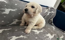 Golden Retriever dogs for sale: Golden Retriever Puppies 5 Generation Pedigree - Image 4