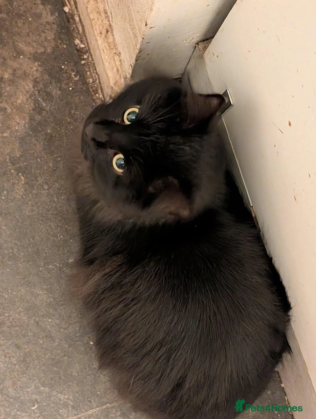 Mixed Breed cats for sale: Lots of male cats! Now only £20 and one girl!  - Advert 2