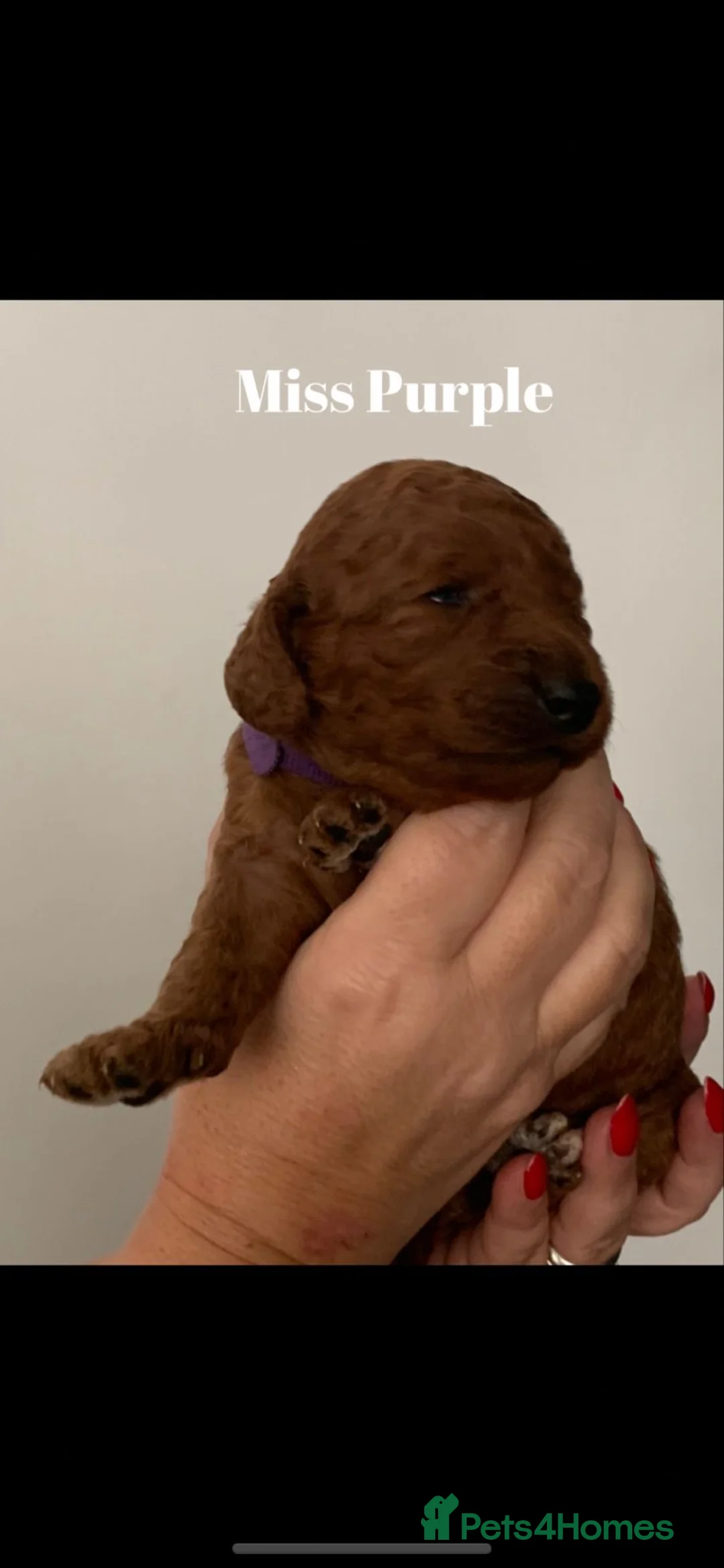 Miniature Poodle dogs for stud: Our Very handsome, charming Red Miniature Poodle  in Warrington - Advert 21