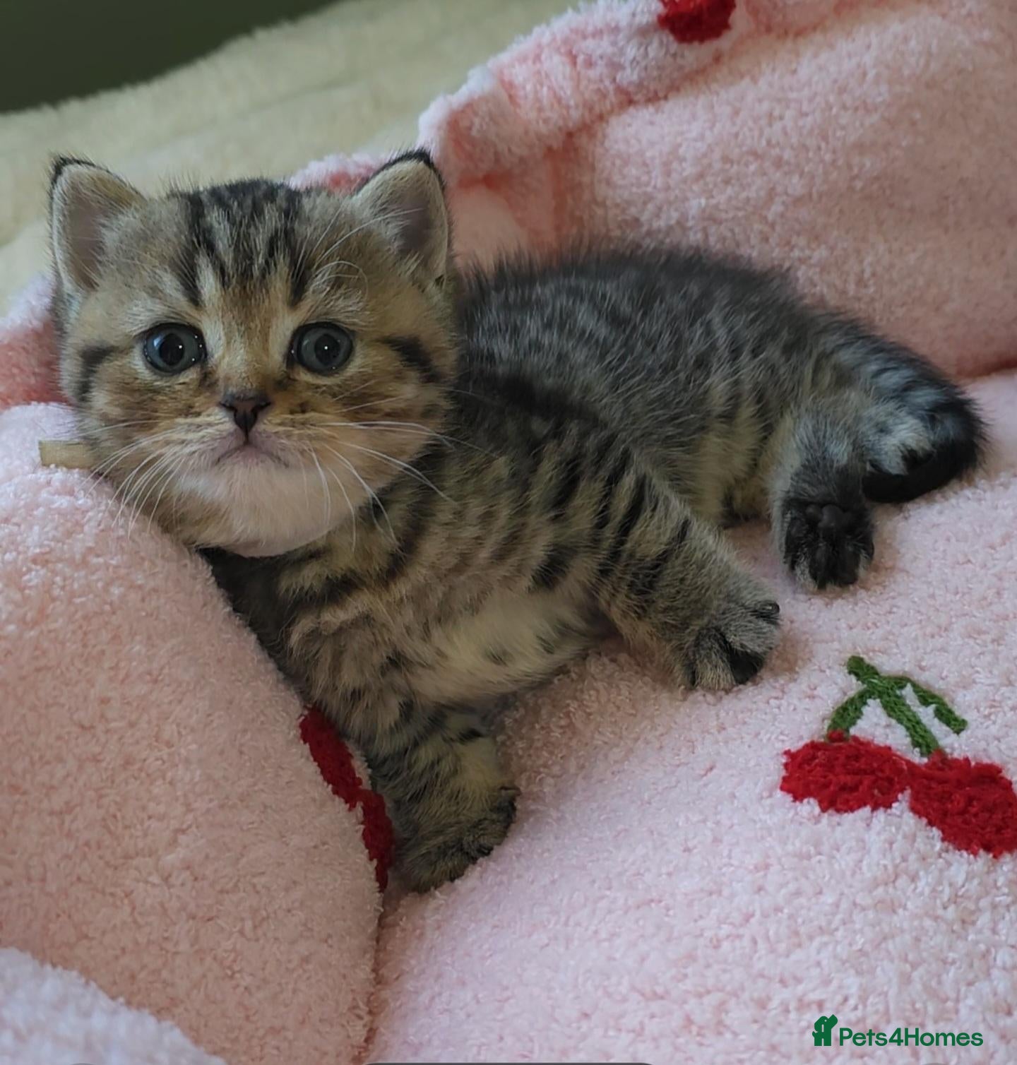 Scottish Fold cats  ✨️READY NOW - Advert 2