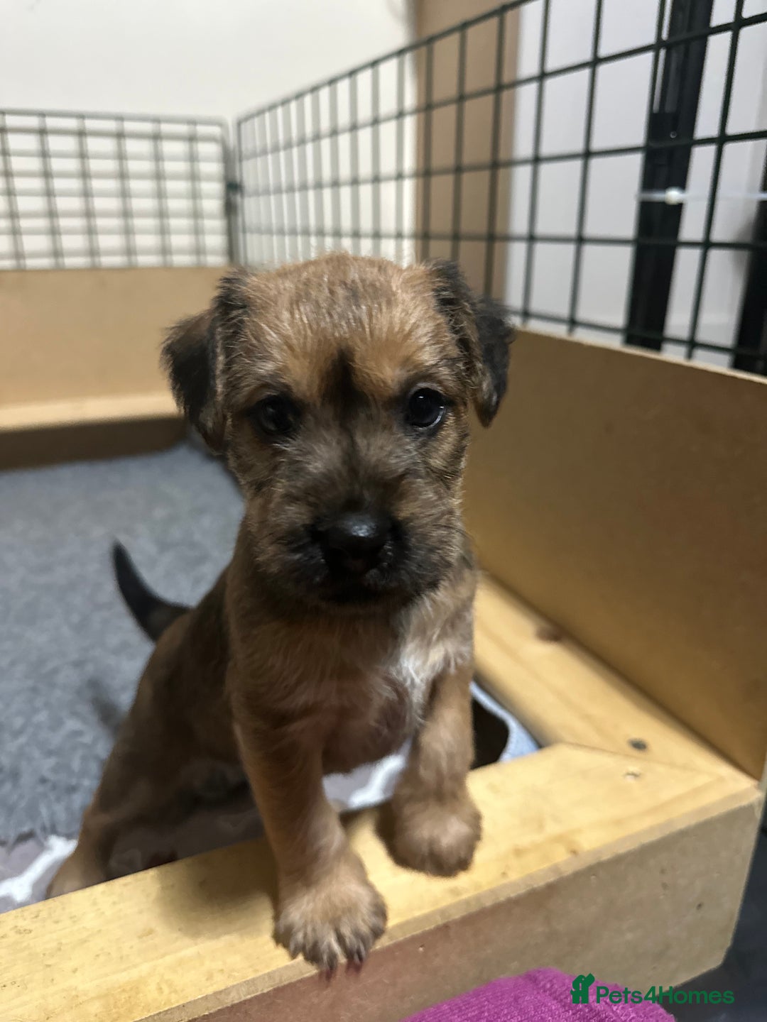 Patterdale Terrier dogs for sale: 5 Gorgeous Patterdale Puppies  - Advert 8