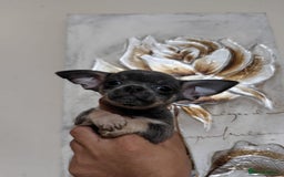 Chihuahua dogs for sale: Lilac tricolour chihuahua puppies - Image 17