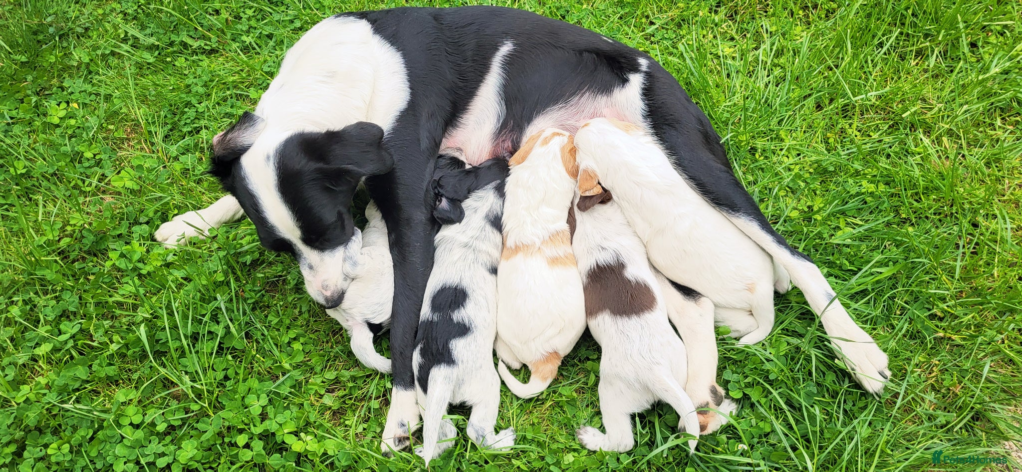 Mixed Breed dogs for sale: Cocker x sprollie  - Advert 1