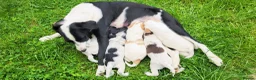 Mixed Breed dogs for sale: Cocker x sprollie  - Advert 1