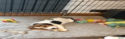 Beagle dogs for sale: Gorgeous KC registered Beagle Pups - Advert 3