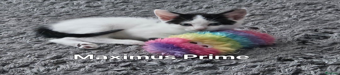 Maximus Prime