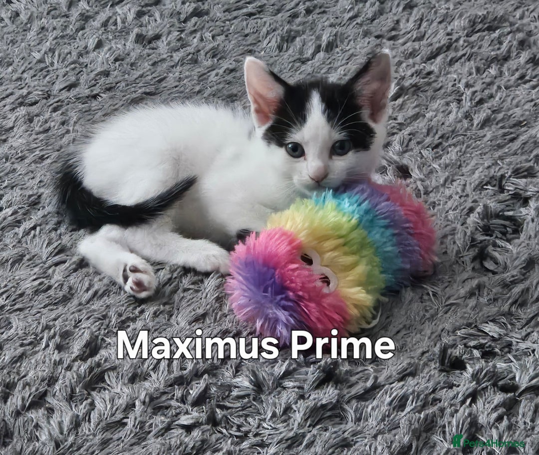 Mixed Breed cats for sale: 3 boys 2 girls - Image 2