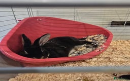 Rex rabbits for sale: Rex Rabbits  - Image 1