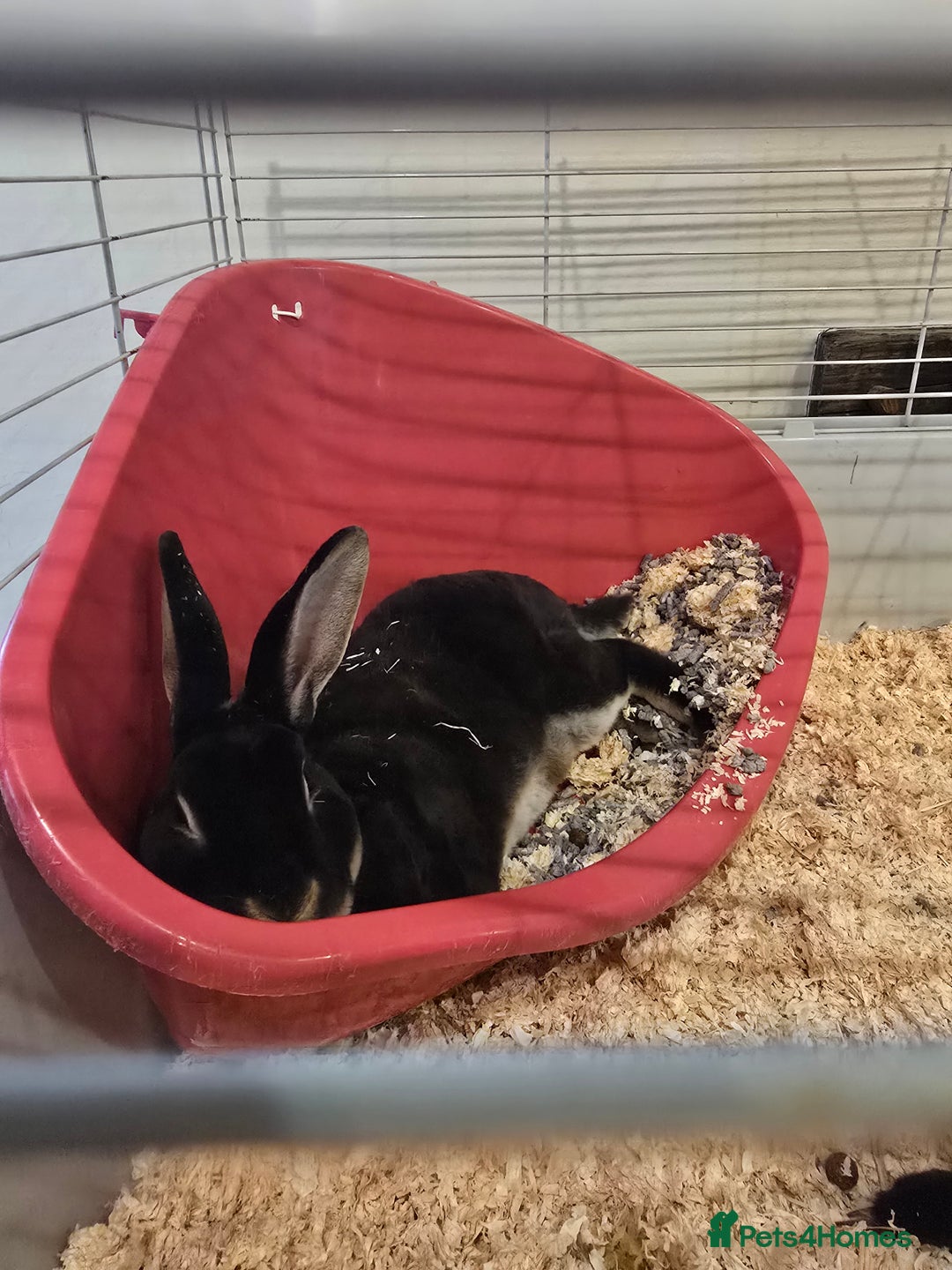 Rex rabbits for sale: Rex Rabbits  - Image 1