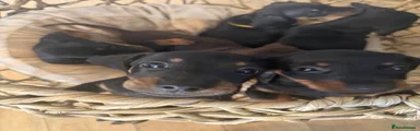 Dachshund 1