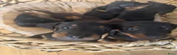 Dachshund dogs for sale: 🐾 STUNNING DACHSHUND PUPPIES 🏡💕  - Advert 4