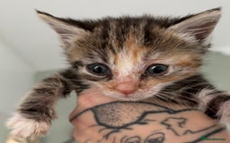 Domestic Shorthair cats for sale: Last 4 kittens left  - Image 7