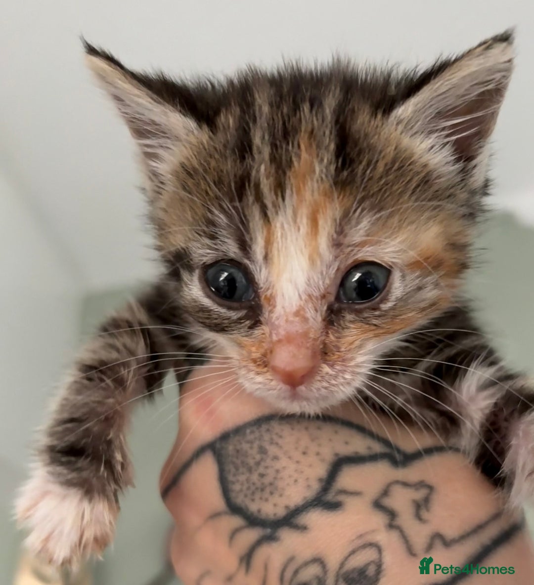 Domestic Shorthair cats for sale: Last 4 kittens left  - Image 7