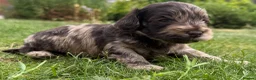 Cockapoo dogs for sale: Licensed Chocolate & Merle Cockapoo Puppies - Advert 5