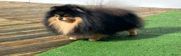 Pomeranian dogs for stud: Stunning Black and Tan for stud only in Lanark - Advert 8