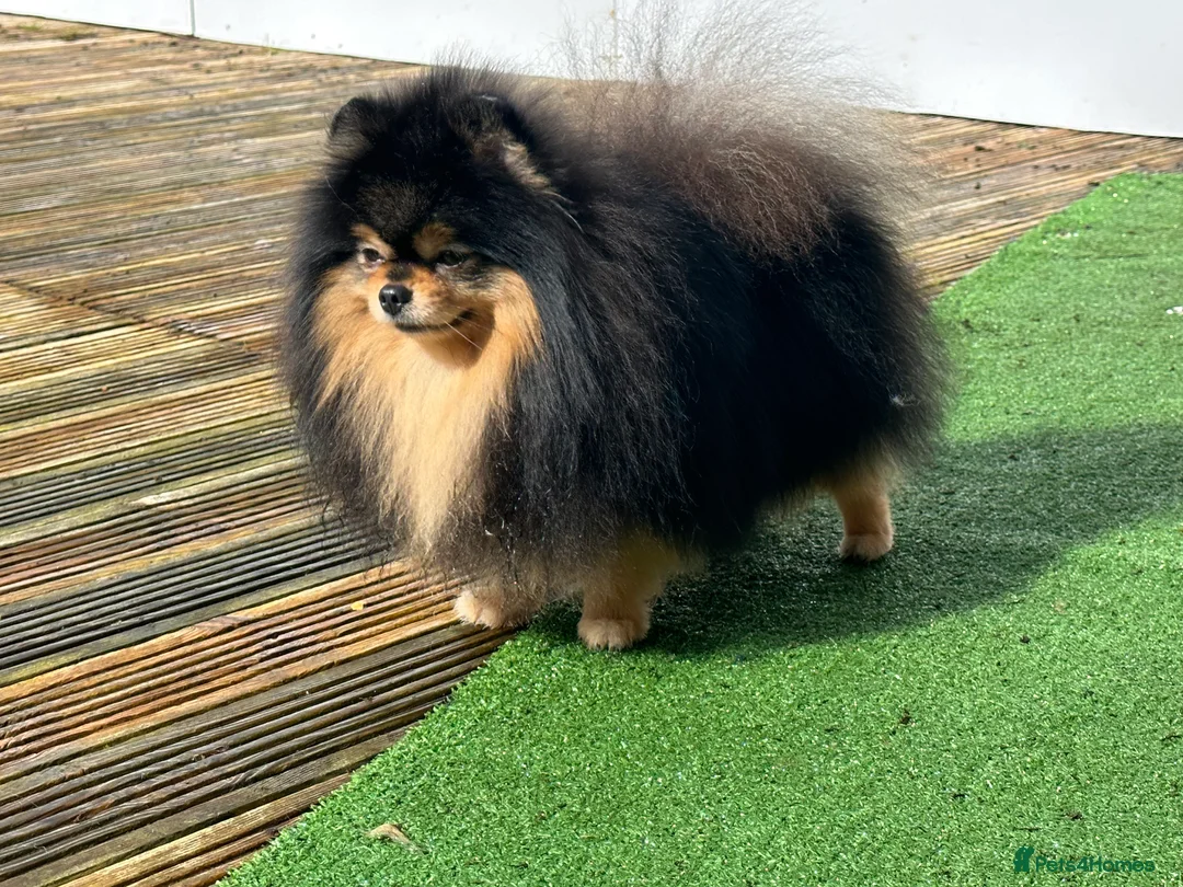 Pomeranian dogs for stud: Stunning Black and Tan for stud only in Lanark - Advert 8