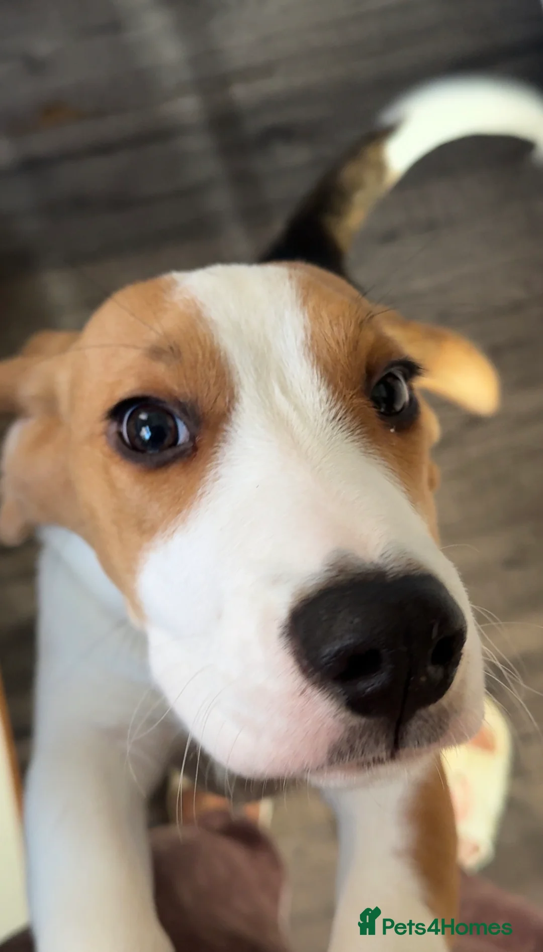 Beagle dogs for sale: Orio  - Advert 10