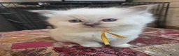 Ragdoll cats for sale: *1 Girl left * - Advert 6