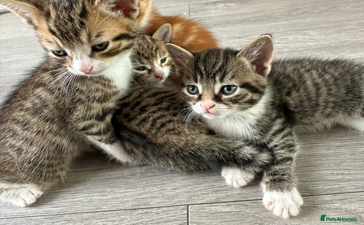 Mixed Breed cats - Advert 18