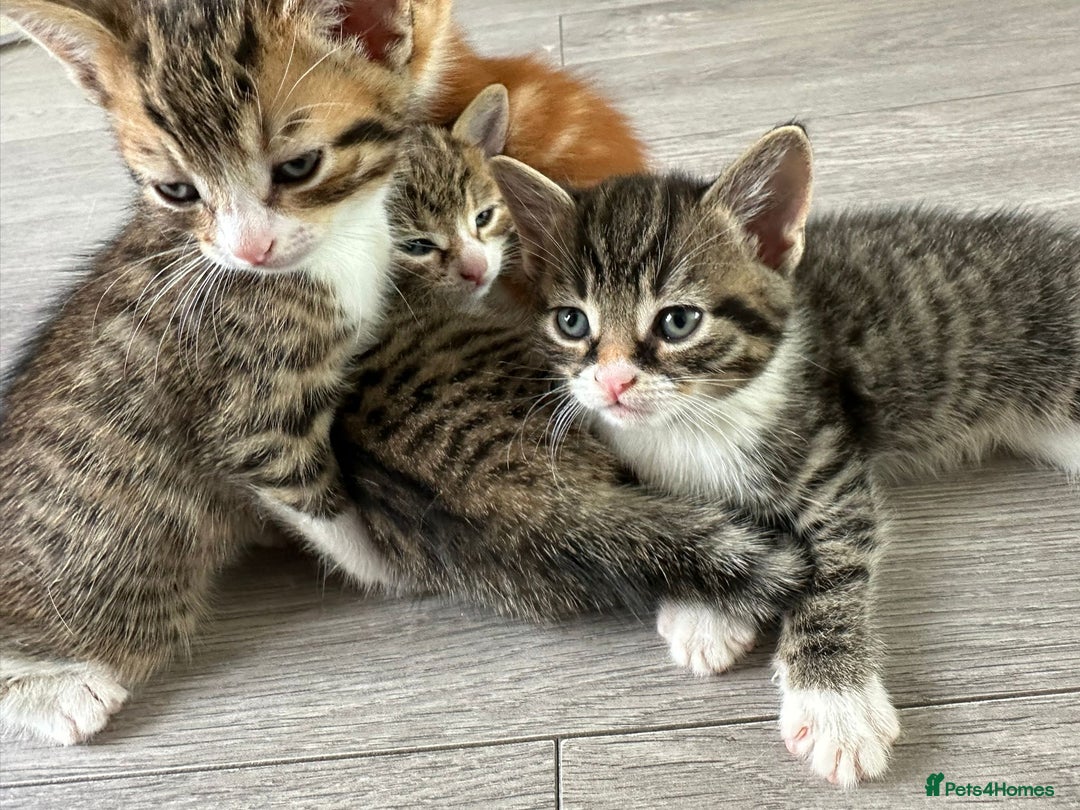 Mixed Breed cats for sale: One tabby boy left - Image 1