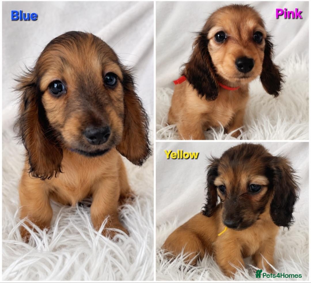 Miniature Dachshund dogs STUNNING KC SHADED RED LONG HAIR - Advert 1