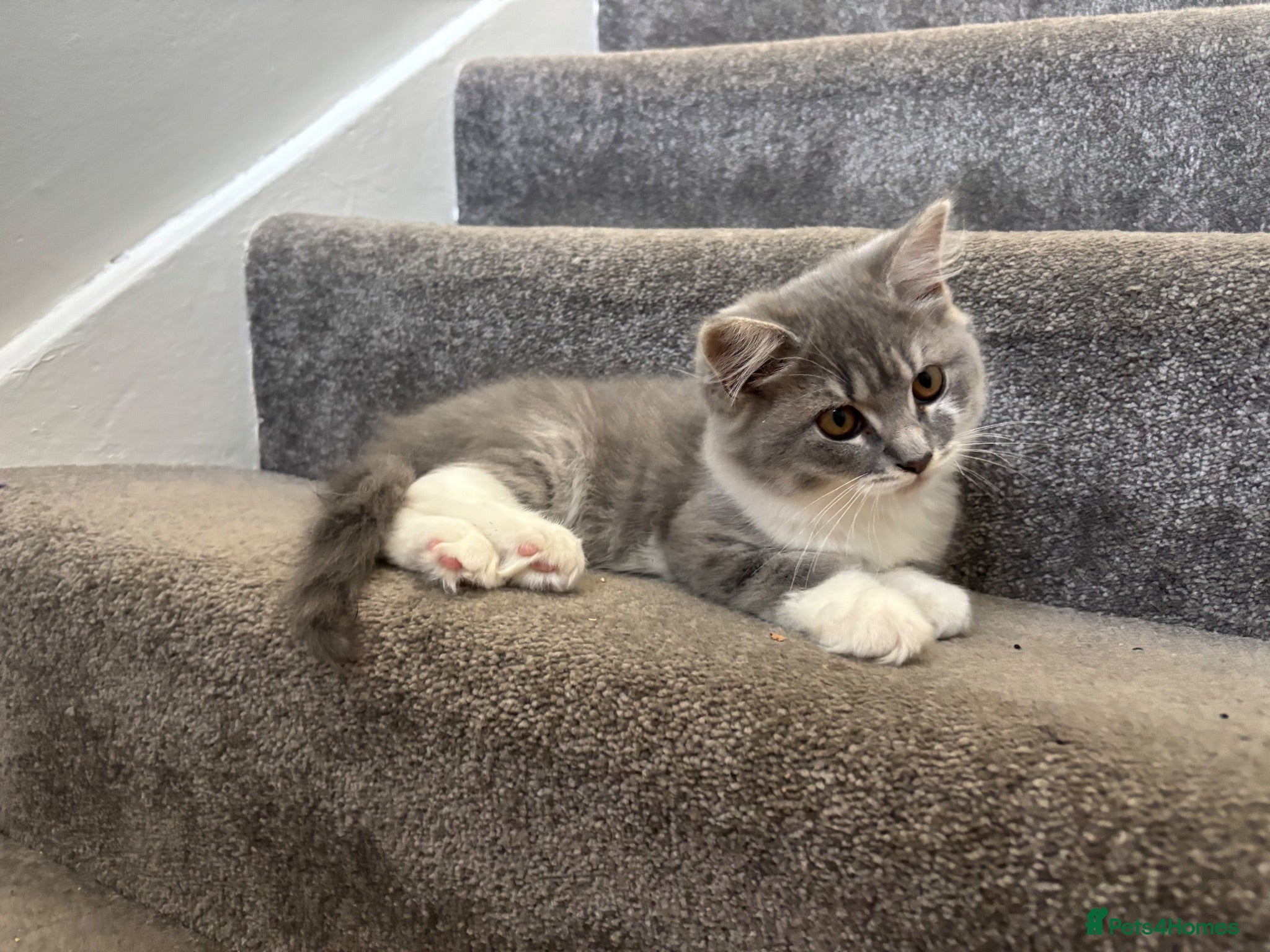 British Longhair cats Blue & White British Longhair Kitten 🐾  - Advert 8