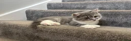 British Longhair cats for sale: Blue & White British Longhair Kitten 🐾  - Advert 1