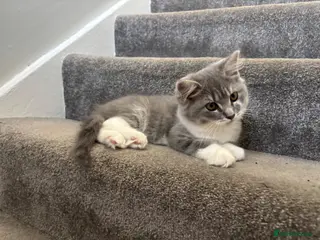 British Longhair cats Blue & White British Longhair Kitten 🐾 - Advert 1