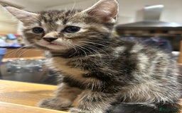 Maine Coon cats for sale: Maine coon x bengal  - Image 4