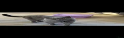 British Shorthair cats for sale: Beautiful Pair of british short hair Cats  - Advert 13