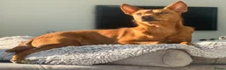 Mixed Breed dogs for adoption: Rusty - Foster or Forever home wanted! - Advert 10
