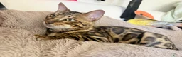 Bengal cats for sale: Friendly & Sociable Bengal Male Kitten - Advert 5