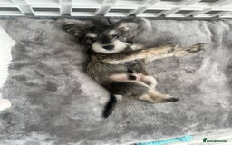 Miniature Schnauzer dogs for sale: 🐾 STUNNING KC REG MINIATURE SCHNAUZERS 🐾 - Image 17