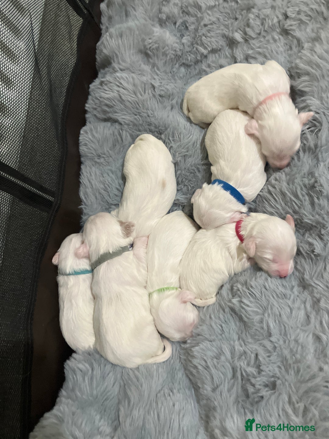 Tibetan Terrier dogs for sale: Tibetan terriers  - Advert 2