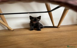 British Shorthair cats for sale: 3 beautiful and playful kittens  - Image 17