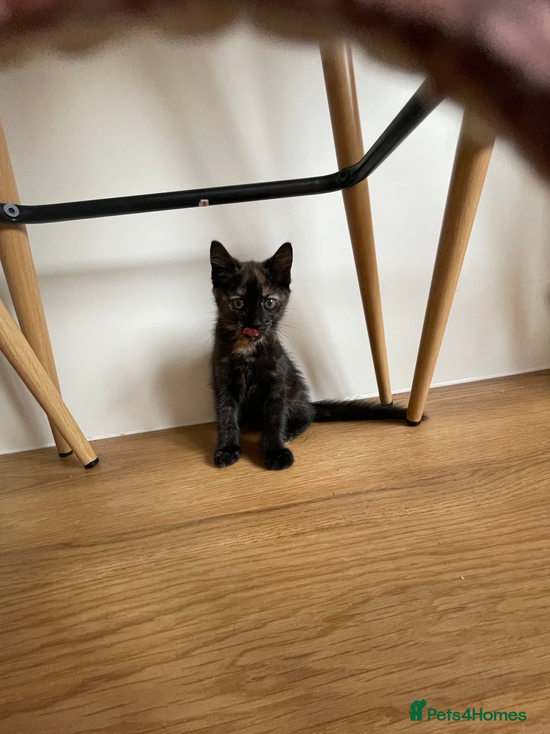 British Shorthair cats for sale: 3 beautiful and playful kittens  - Image 17