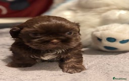 Shih Tzu dogs for sale: Shih Tzu  - Advert 20